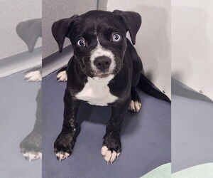 Border Collie-Unknown Mix Dogs for adoption in Walnutport, PA, USA