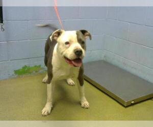 Bullypit Dogs for adoption in Moreno Valley, CA, USA