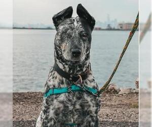 Mutt Dogs for adoption in Alameda, CA, USA