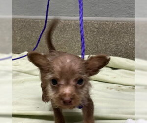 Mutt Dogs for adoption in Las Vegas, NV, USA