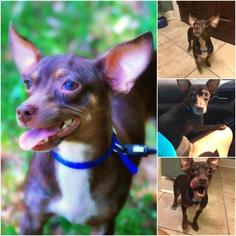 Chihuahua Dogs for adoption in Lindale , TX, USA