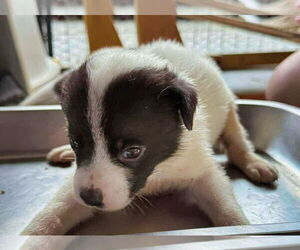 Mutt Dogs for adoption in Minneapolis, MN, USA