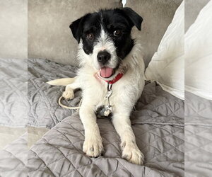 Mutt Dogs for adoption in Boston, MA, USA