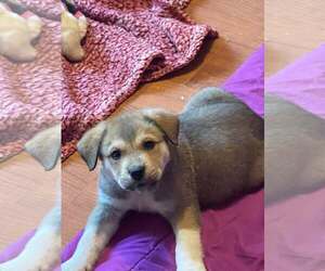 Mutt Dogs for adoption in Westwood, NJ, USA