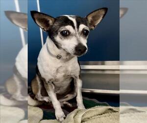 Chihuahua-Unknown Mix Dogs for adoption in Conroe, TX, USA