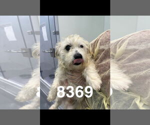 Mutt Dogs for adoption in Chico, CA, USA