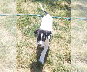 Mastiff-Unknown Mix Dogs for adoption in Lakewood, CO, USA