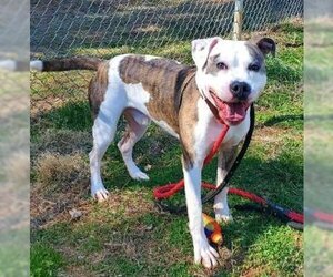 American Pit Bull Terrier Dogs for adoption in Newton, NC, USA