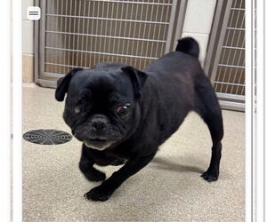 Pug Dogs for adoption in Indianapolis, IN, USA