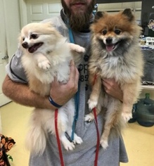 Pomeranian Dogs for adoption in Tampa, FL, USA