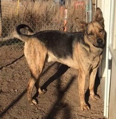 German Shepherd Dog-Great Dane Mix Dogs for adoption in Chinook, MT, USA