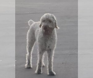 Labradoodle Dogs for adoption in Spring, TX, USA