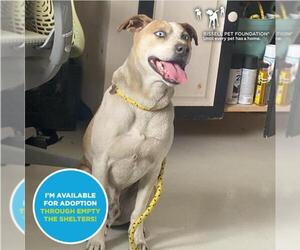 Boxer-Siberian Husky Mix Dogs for adoption in Santa Cruz, CA, USA
