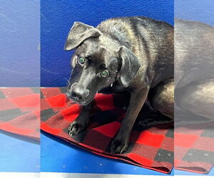 Labrador Retriever-Unknown Mix Dogs for adoption in Pierceton , IN, USA