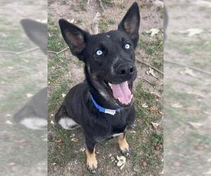 Gerberian Shepsky Dogs for adoption in Riverside, CA, USA