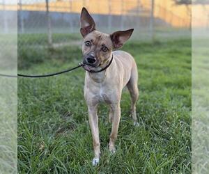 Rat Terrier-Unknown Mix Dogs for adoption in Modesto, CA, USA
