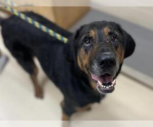 Treeing Walker Coonhound Dogs for adoption in Center Township, PA, USA