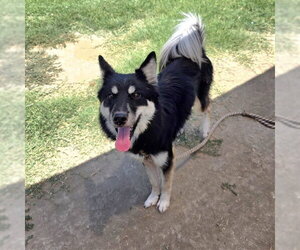 Border Collie-Siberian Husky Mix Dogs for adoption in Long Beach, CA, USA