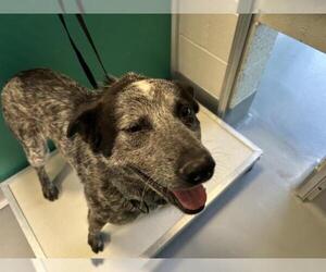 Australian Cattle Dog-Unknown Mix Dogs for adoption in Visalia, CA, USA