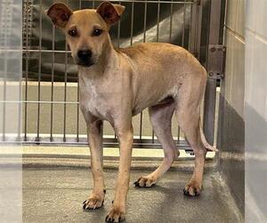 Labrador Retriever-Unknown Mix Dogs for adoption in San Antonio, TX, USA