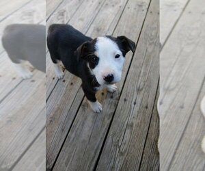 Bull Terrier-Rat Terrier Mix Dogs for adoption in Woodbridge , NJ, USA