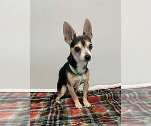 Chihuahua Dogs for adoption in Osgood, IN, USA