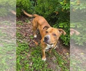 Staffordshire Bull Terrier Dogs for adoption in Ocala, FL, USA