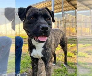 American Pit Bull Terrier-Unknown Mix Dogs for adoption in Sacramento, CA, USA