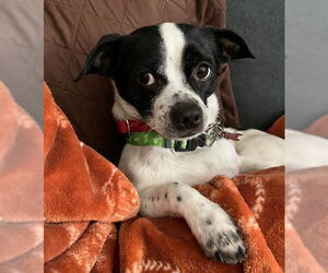 Chihuahua-Unknown Mix Dogs for adoption in San Diego, CA, USA