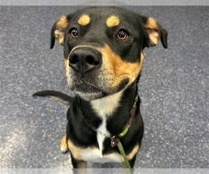 Rottweiler-Unknown Mix Dogs for adoption in Anchorage, AK, USA
