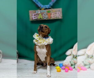 Boxer-Chihuahua Mix Dogs for adoption in Franklin, North Carolina, NC, USA