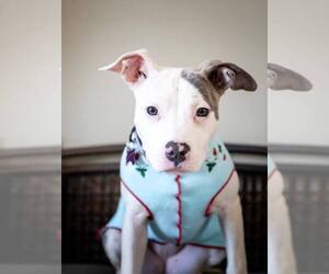 American Pit Bull Terrier-Unknown Mix Dogs for adoption in Andover, MN, USA