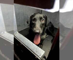 Labrador Retriever-Unknown Mix Dogs for adoption in San Antonio, TX, USA