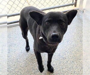 American Staffordshire Terrier-Unknown Mix Dogs for adoption in Raleigh, NC, USA