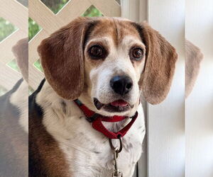 Beagle-Unknown Mix Dogs for adoption in Boonton, NJ, USA