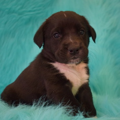 Sheprador Dogs for adoption in Eureka, CA, USA