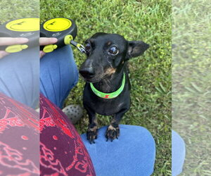 Dachshund Dogs for adoption in Tampa, FL, USA
