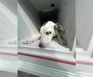 Catahoula Leopard Dog-Unknown Mix Dogs for adoption in Houston, TX, USA