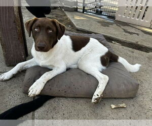 Labrador Retriever-Unknown Mix Dogs for adoption in Clovis, CA, USA