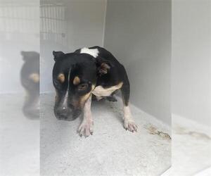 American Pit Bull Terrier Dogs for adoption in Houston, TX, USA