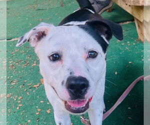 Mutt Dogs for adoption in Canton, CT, USA