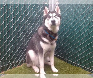 Siberian Husky Dogs for adoption in Downey, CA, USA