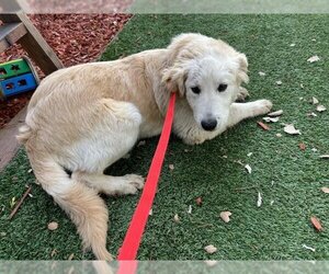 Golden Retriever Dogs for adoption in San Martin, CA, USA