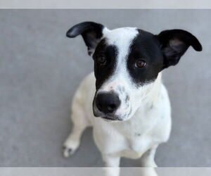 American Pit Bull Terrier Dogs for adoption in Tulsa, OK, USA