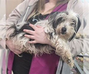 Shih Tzu Dogs for adoption in Louisville, KY, USA