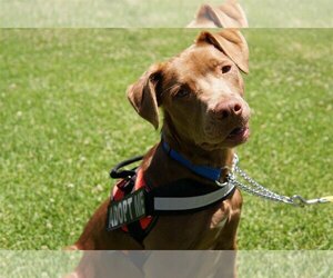 American Pit Bull Terrier-Labrador Retriever Mix Dogs for adoption in San Diego, CA, USA