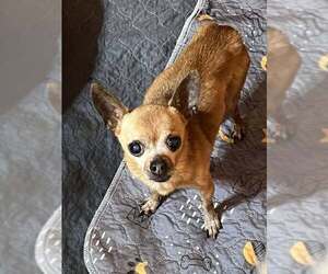 Chihuahua Dogs for adoption in Jackson Township, NJ, USA
