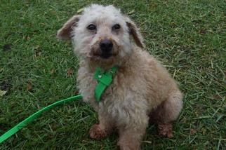 Mutt Dogs for adoption in Liberty, IN, USA