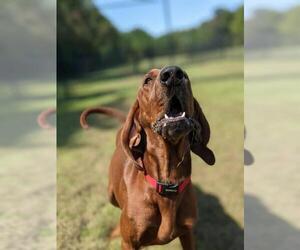 Redbone Coonhound-Unknown Mix Dogs for adoption in Fredericksburg, VA, USA