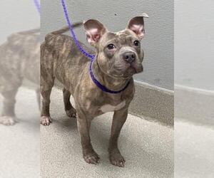 French Bulldog-Unknown Mix Dogs for adoption in Las Vegas, NV, USA